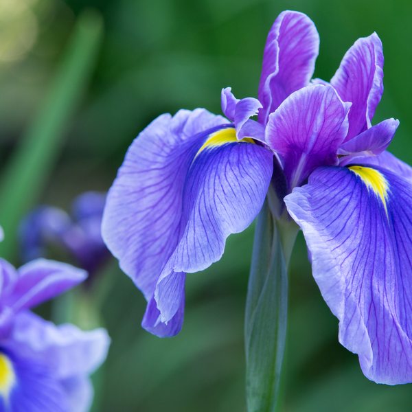 The Iris Flower: Meanings, Images & Insights
